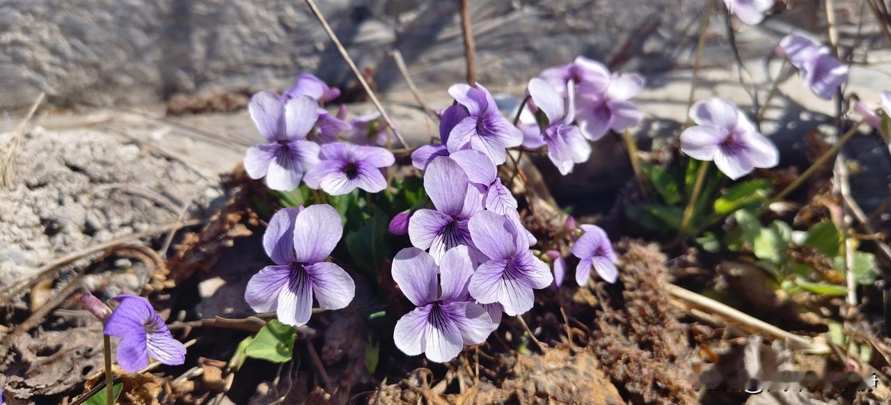 天有日月星辰
地生花草树木