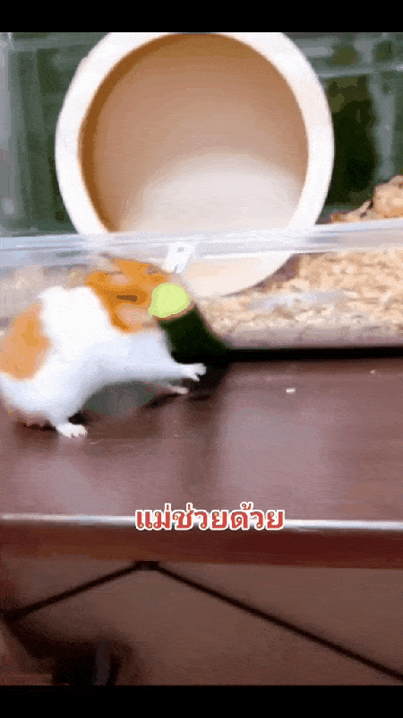 看得出来仓鼠好急啊 ​​​