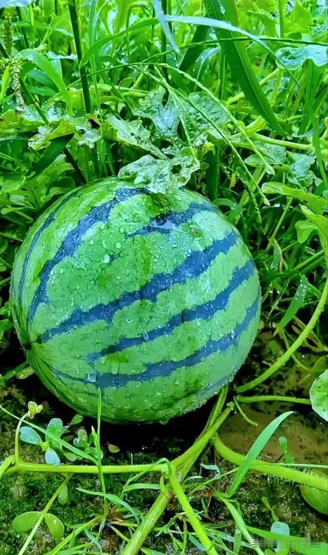 散文丨《盛夏时》

七月的午后最是慵懒。蝉声噪，日头毒，墙角的牵牛花卷起了叶边，