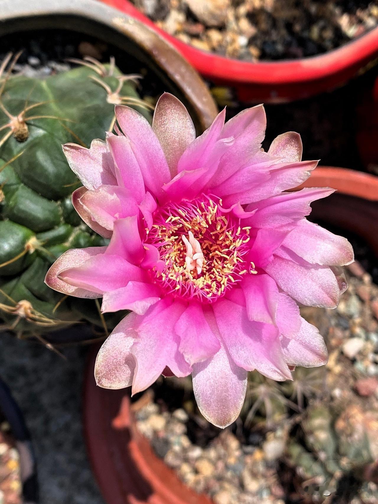 图1和图2是海王仙人球开花，图1是美花海王，图2是高木海王。
图3光淋玉仙人球开
