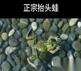 最近一段网传的“硬核自学游泳法”，算是把暑期省钱玩到了极致。眼看各种游泳班教练费