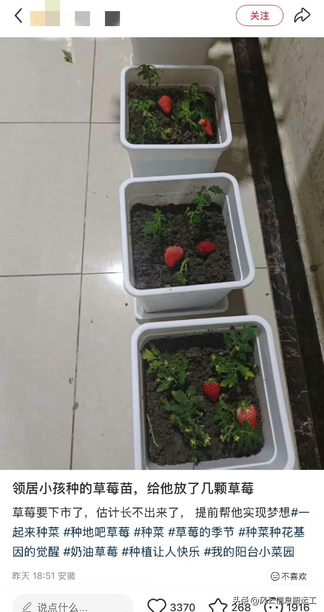 网友发帖，邻居小孩种的草莓苗，给他放了几颗草莓，草莓要下市了，估计长不出来了，提