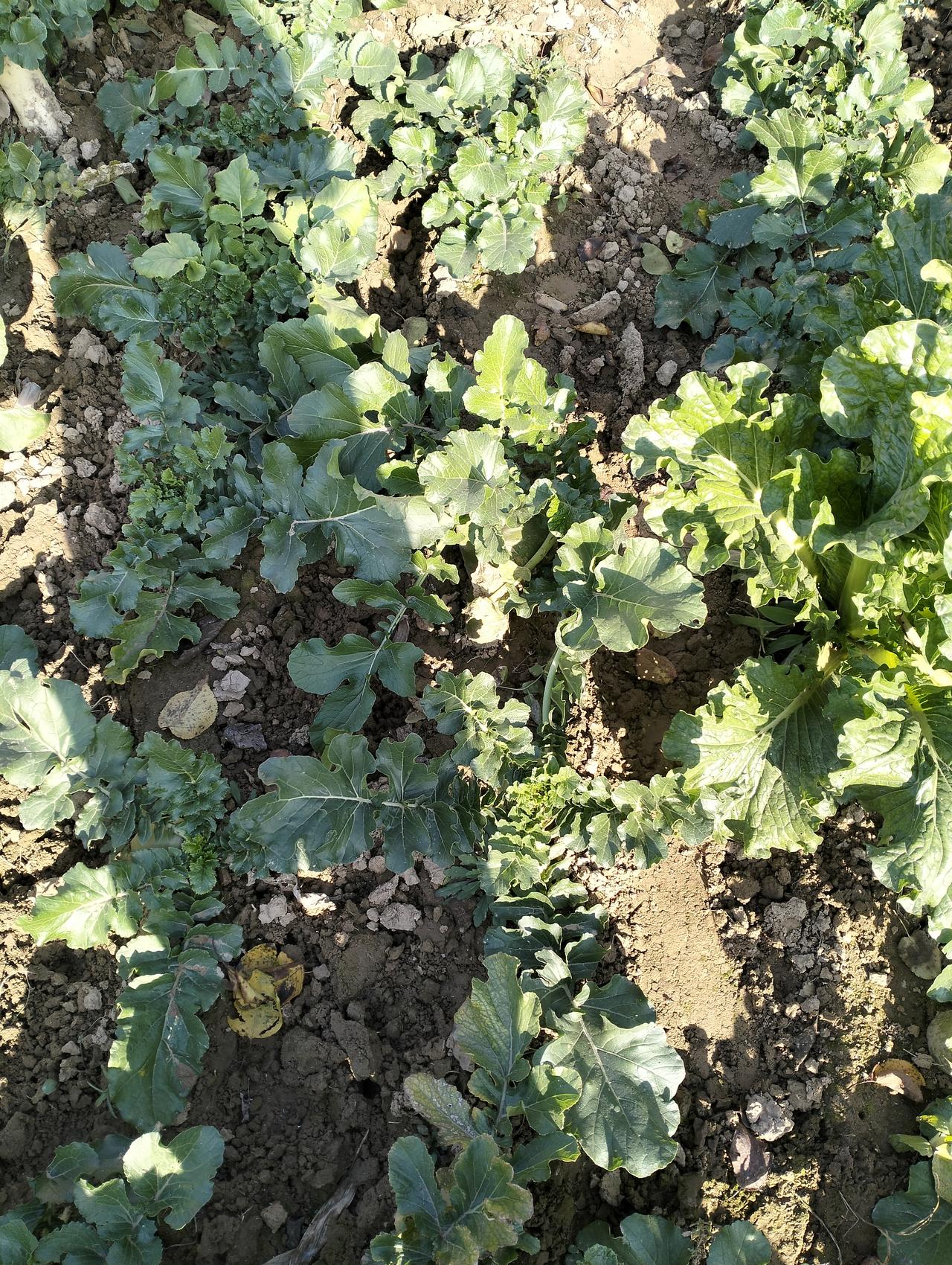 随手拍乡下自然风景河北老家田园的农作物，地里随处可见农民种的白菜，萝卜，是为过冬