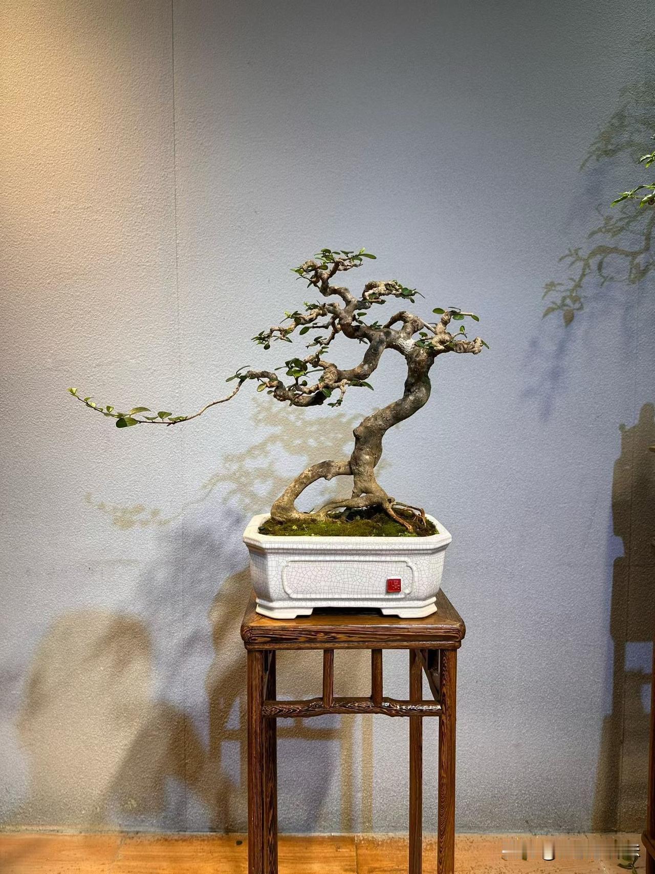 精品博兰盆景，肥仔过渡。分享一张随手拍的美景 博兰盆景
