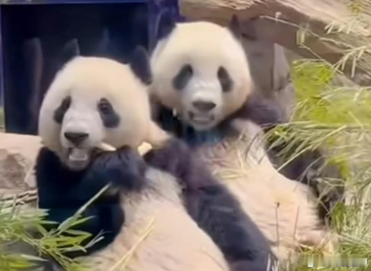 旅日两只大熊猫将于下月底返华，若无补借，届时日本将逾50年来首次无熊猫。 ​​​