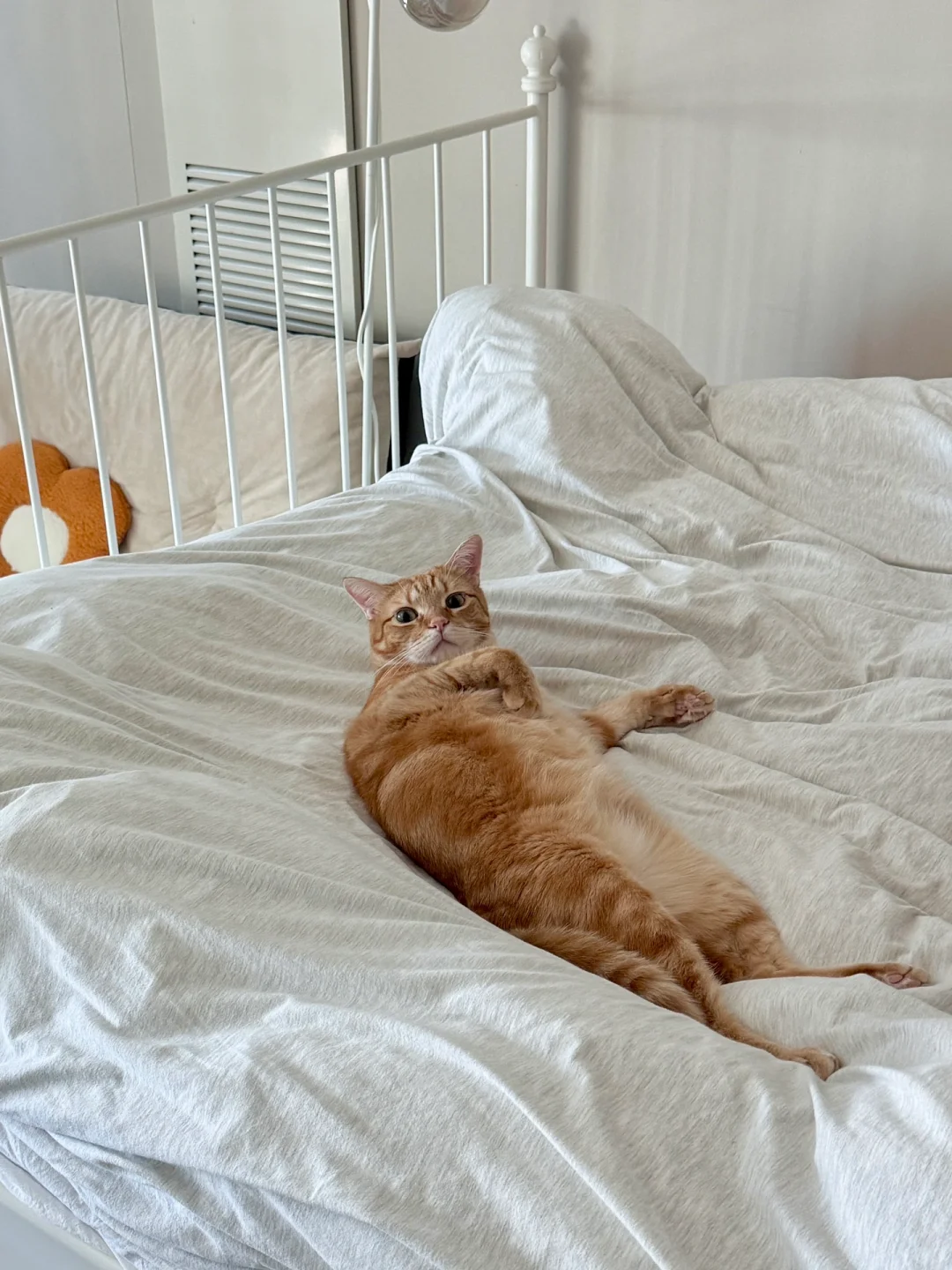 周末不睡懒觉猫猫是不同意的