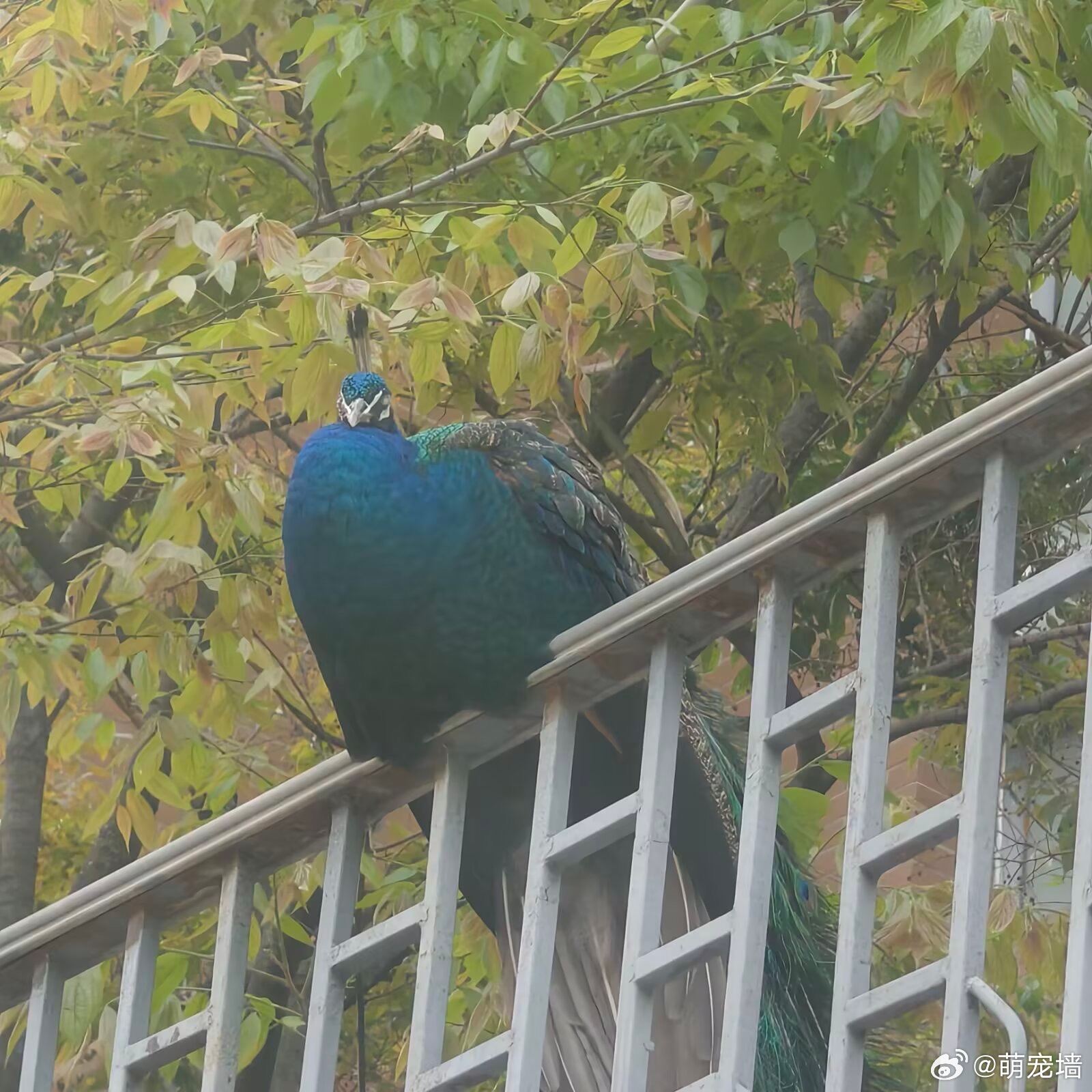 学校已喂成了彩色大肥鸡 