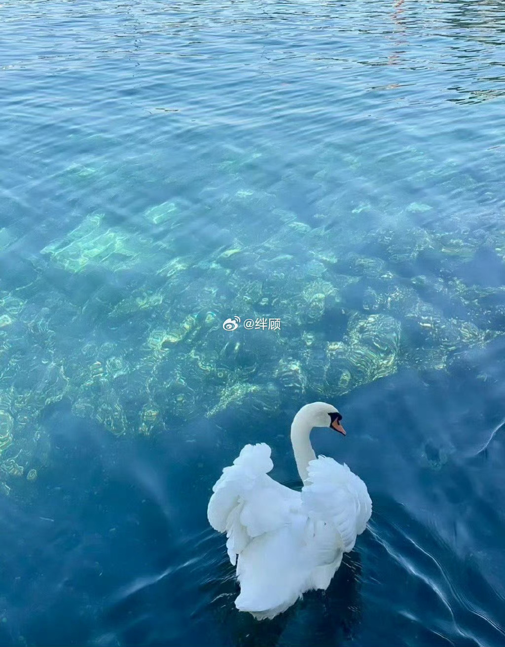 遇见白天鹅，未来一个月好运连连 