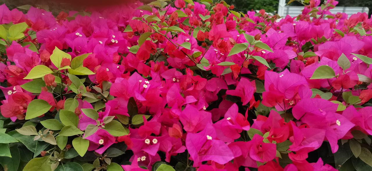 上周五股市的大幅下跌，下周一会止跌反弹吗？
反弹会有的，但是只是昙花一现，反弹之