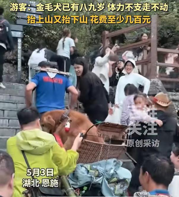 【金毛犬游玩时走不动游客雇人抬着走】 游客雇轿夫抬金毛犬自己跟着跑 5月3日，游
