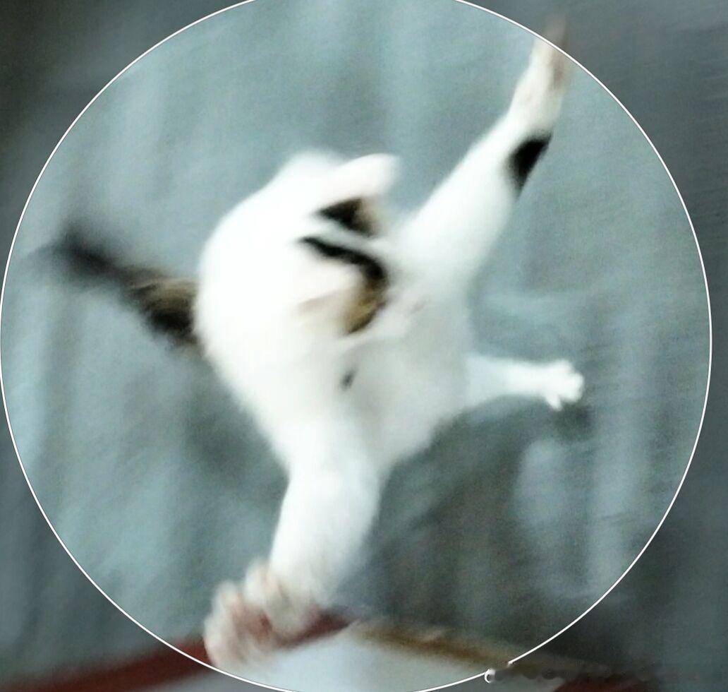 49428【丑猫】行走的衣架子 