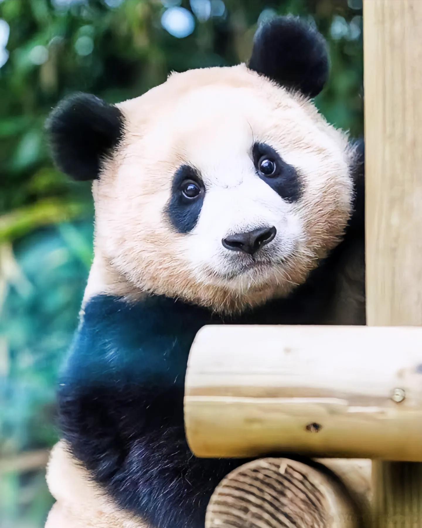 熊猫守护者 熊猫守护者 ☼☼每一分自信和优雅的背后，都有一份对梦想的追求和坚持，