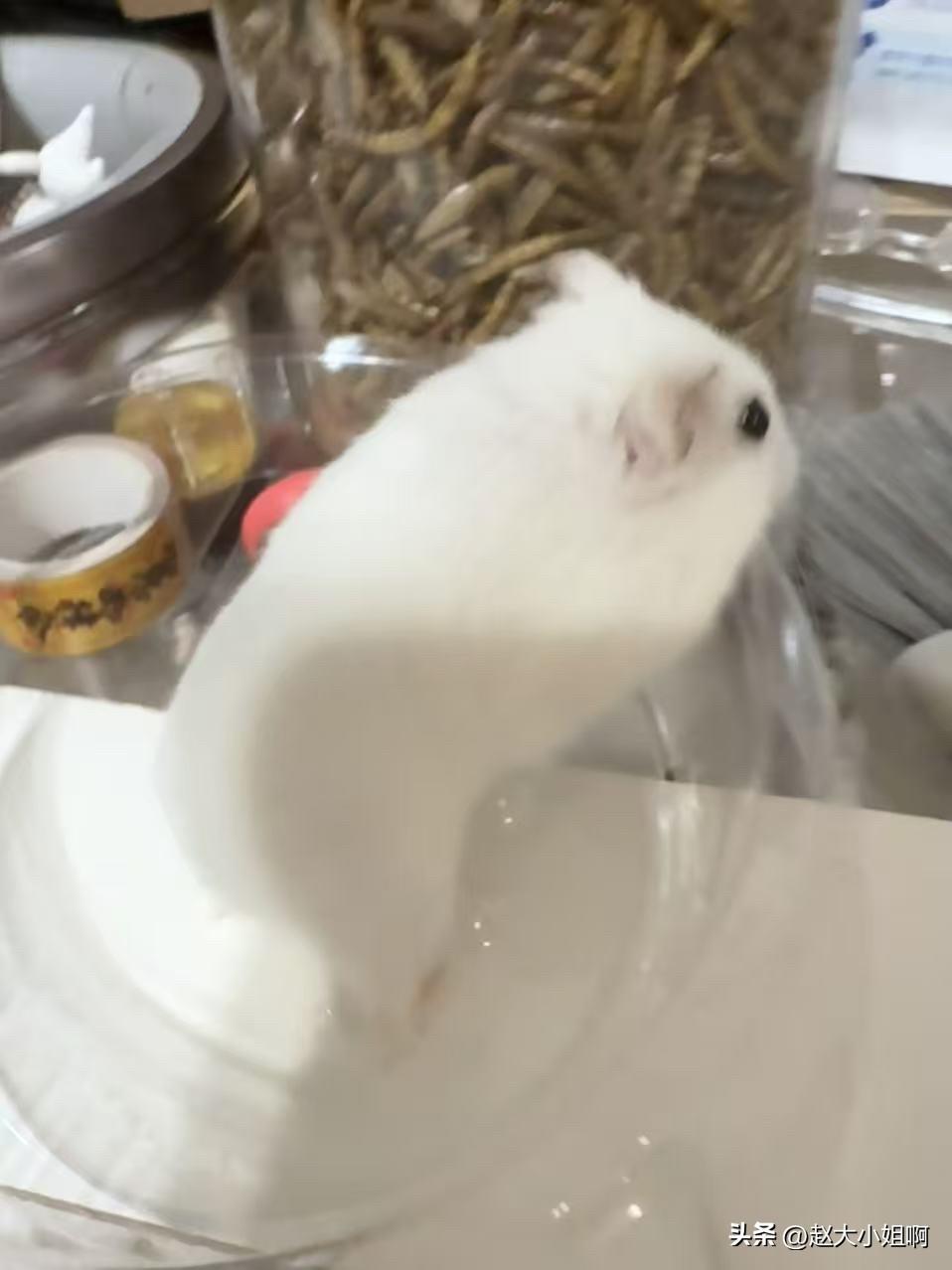 [捂脸][捂脸][捂脸]
谁要仓鼠🐹
俺闺女养的，又养够了要送人。
白色的很漂