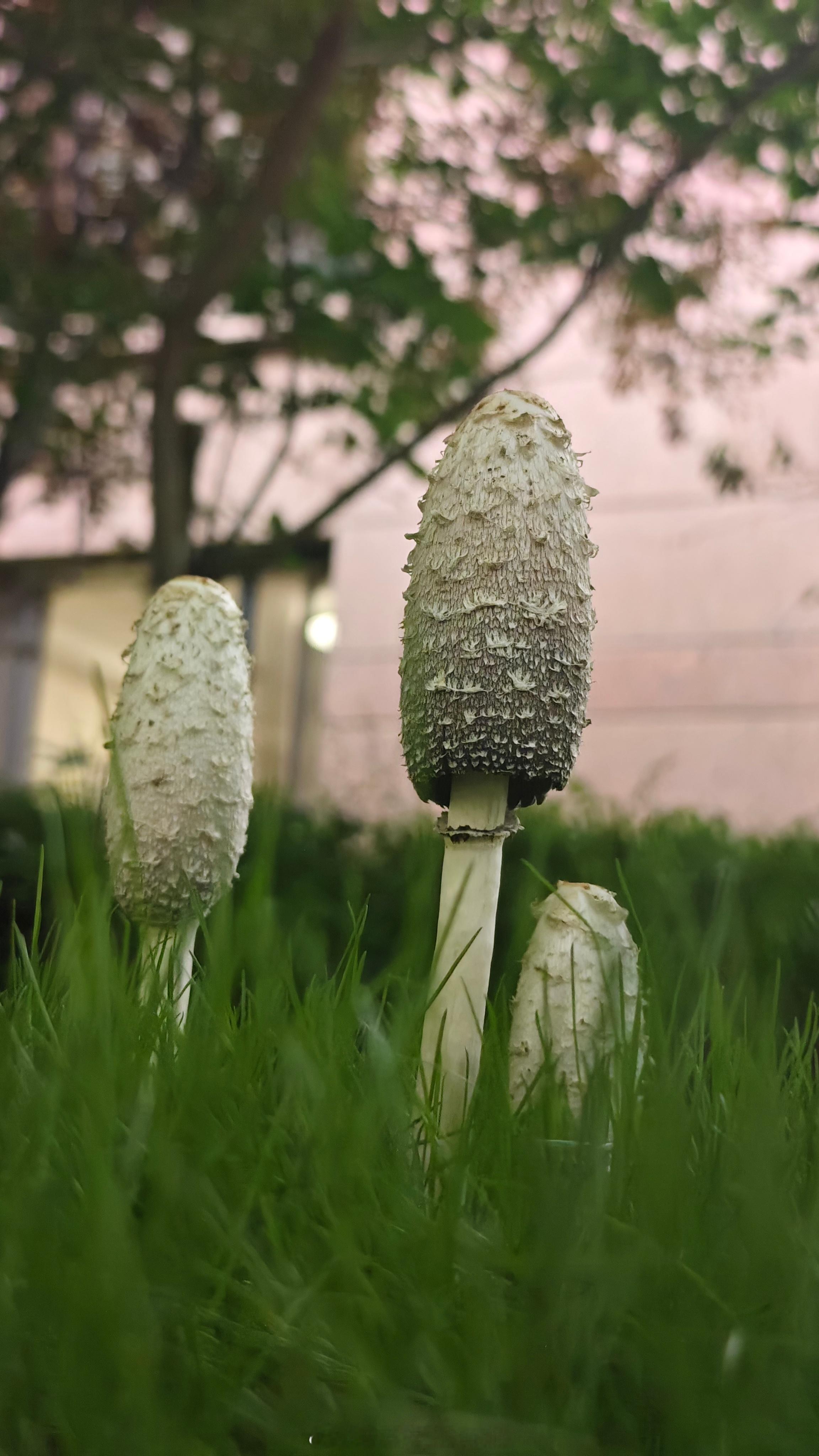 这才刚过了一天，菌子就这样了..... 