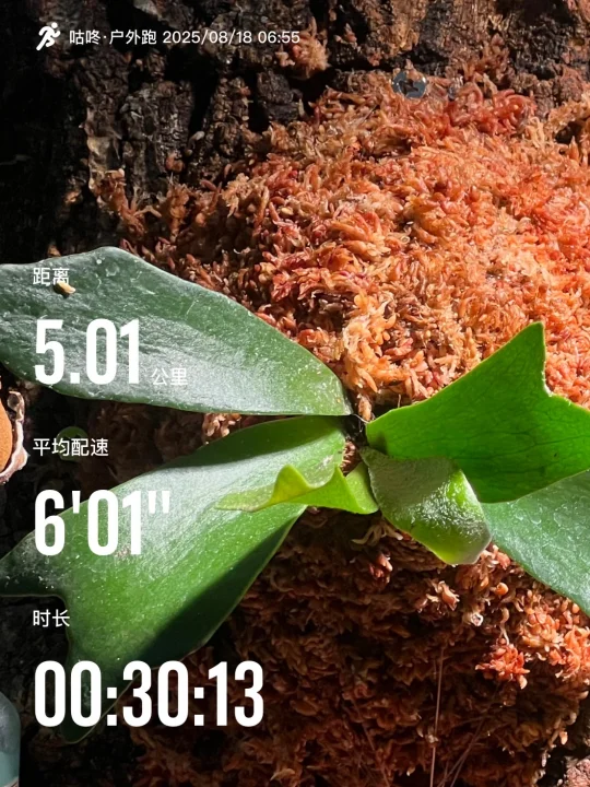 8.18｜恢复跑