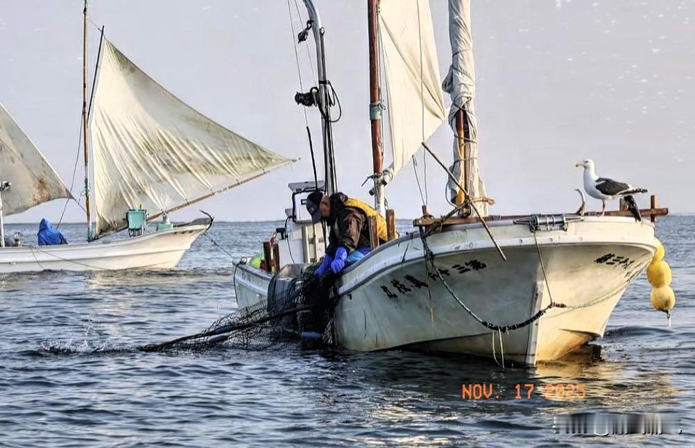 与日本暂停将近两年的贸易开始重启。近日，日本有关部门宣布，向中国恢复出口6吨扇贝