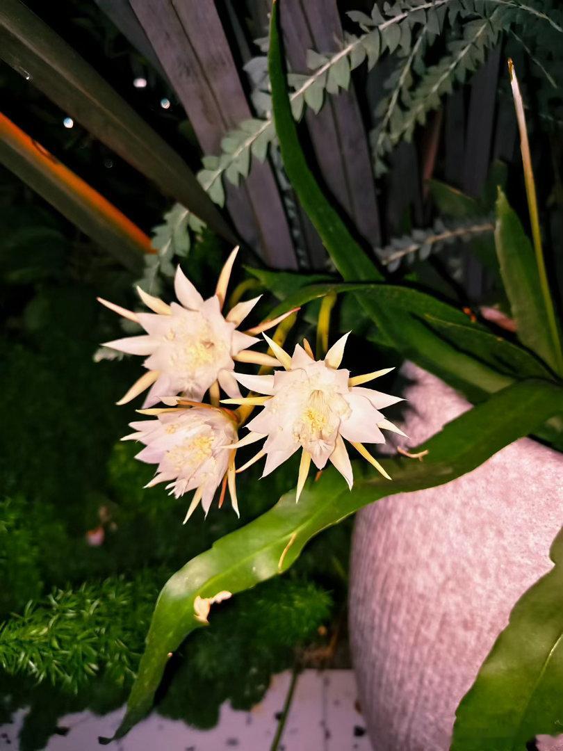 “昙花一现”，见者好运。 