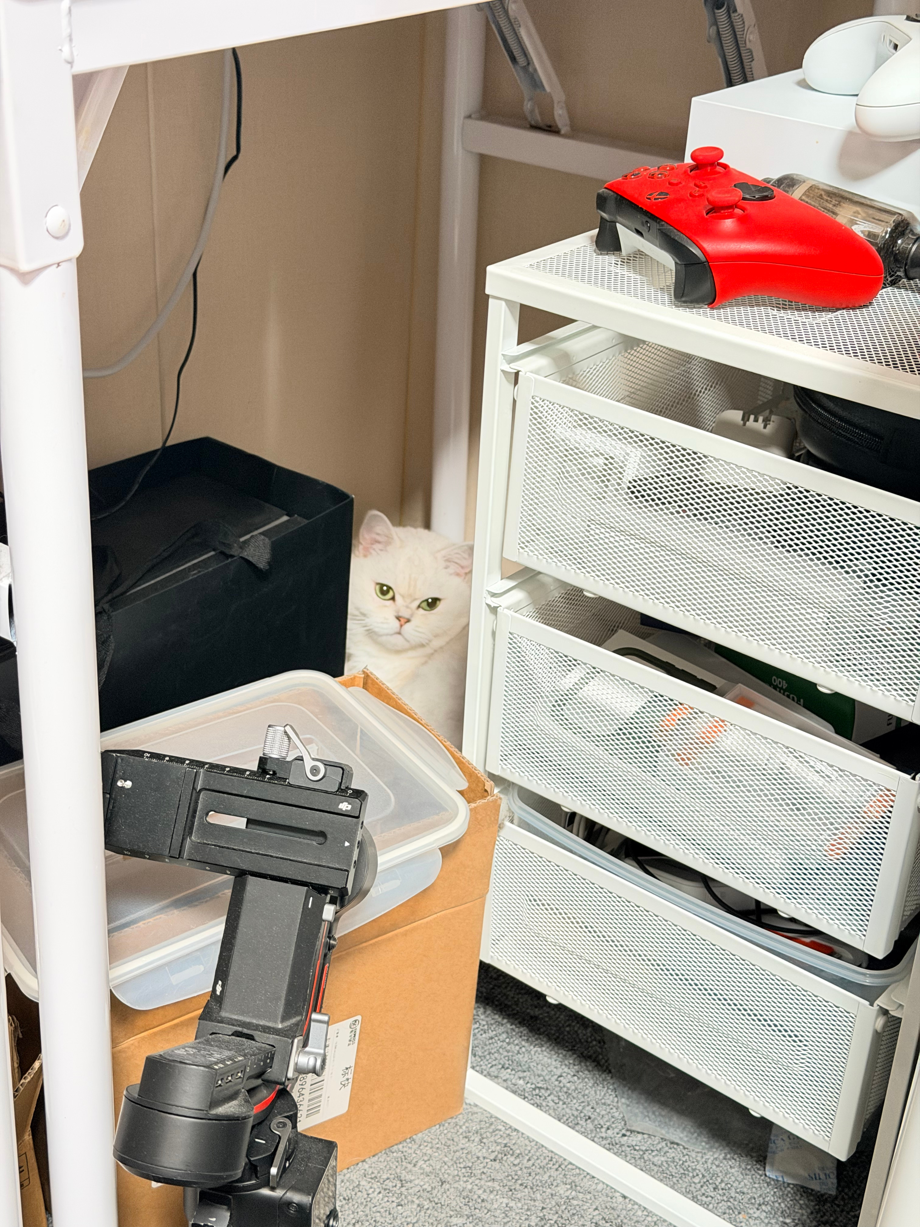 家里找了个遍找不到这小家伙，结果它就在我旁边