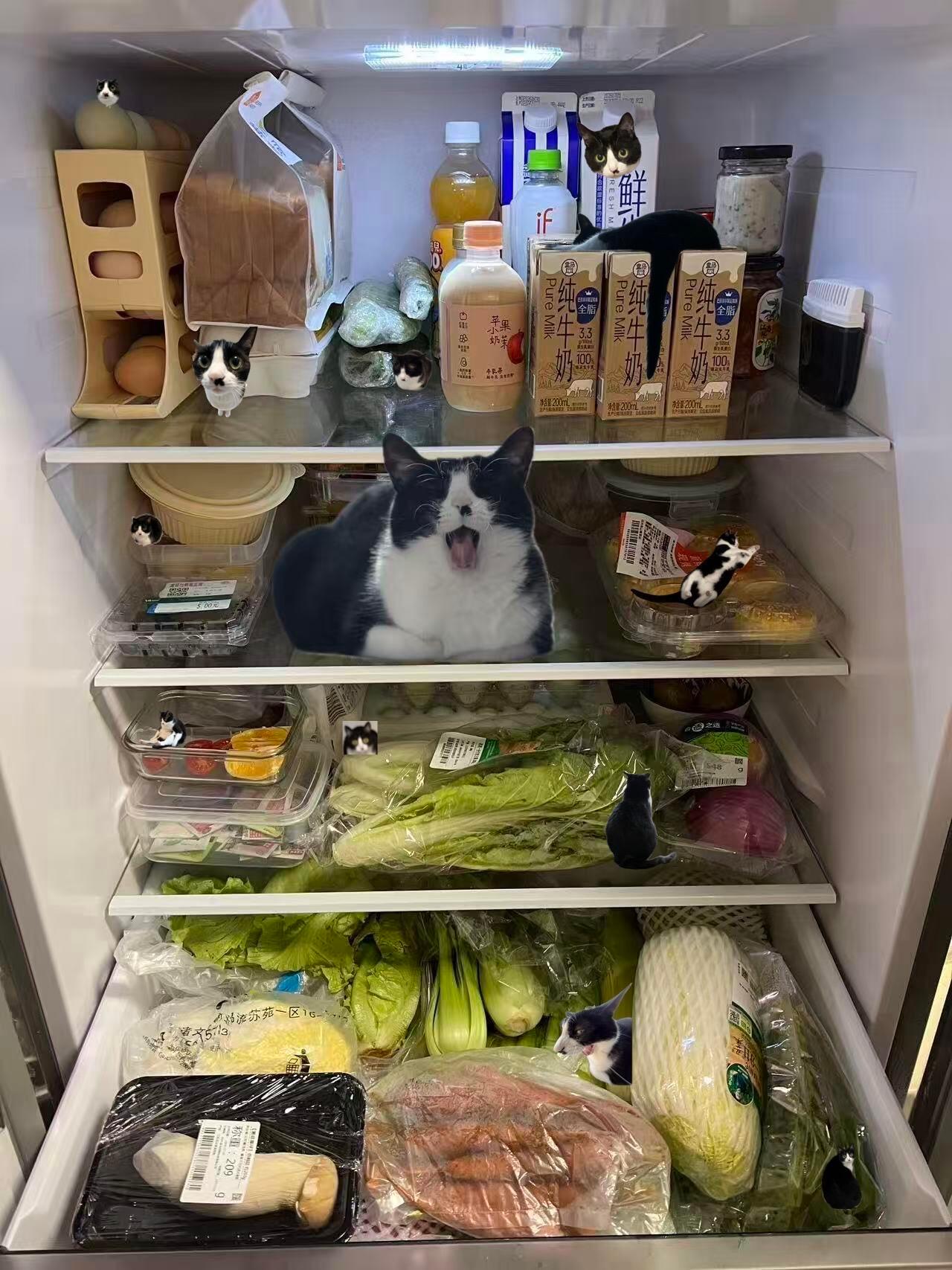 请问图中一共有多少只奶牛猫？ 