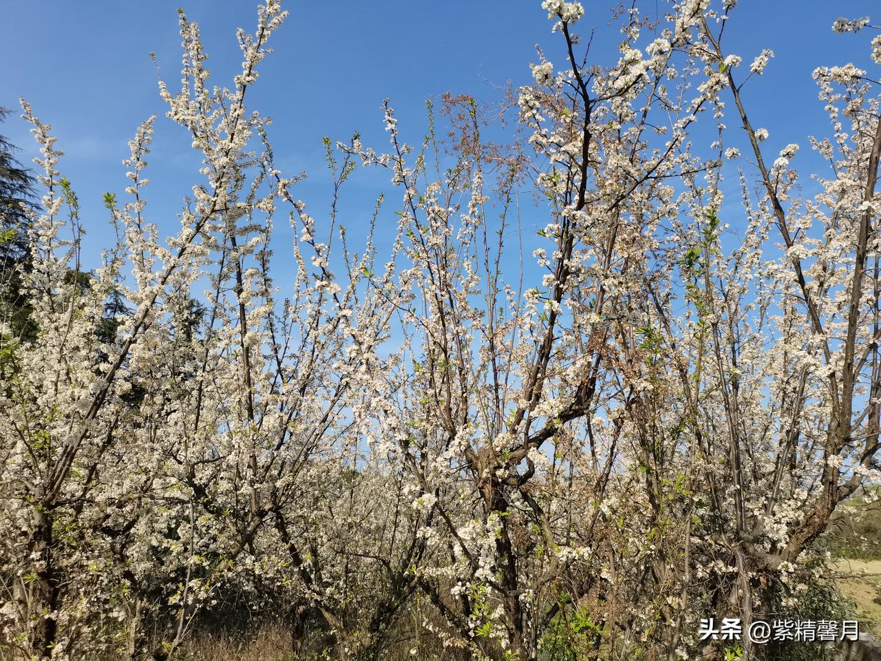 蓝天衬着白花花的枝桠，风一吹就飘起细碎的花影，连空气里都裹着淡淡的花香。
春天果