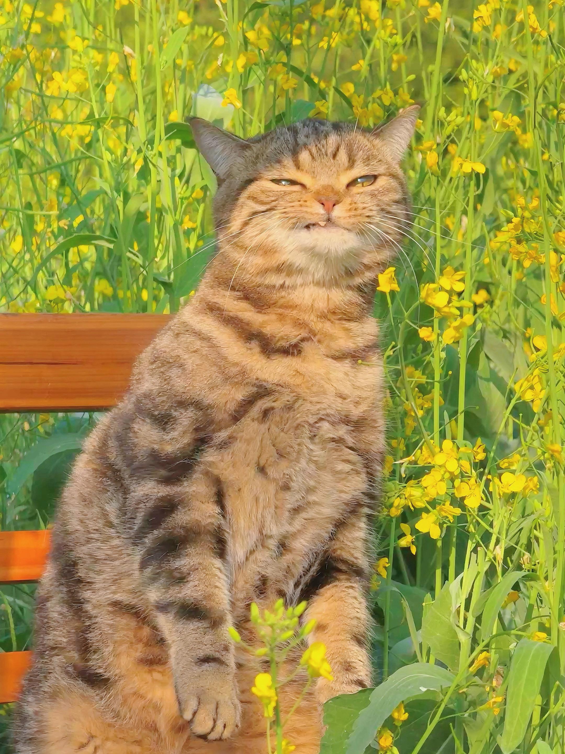 宝宝，你和花花好配。 🐱