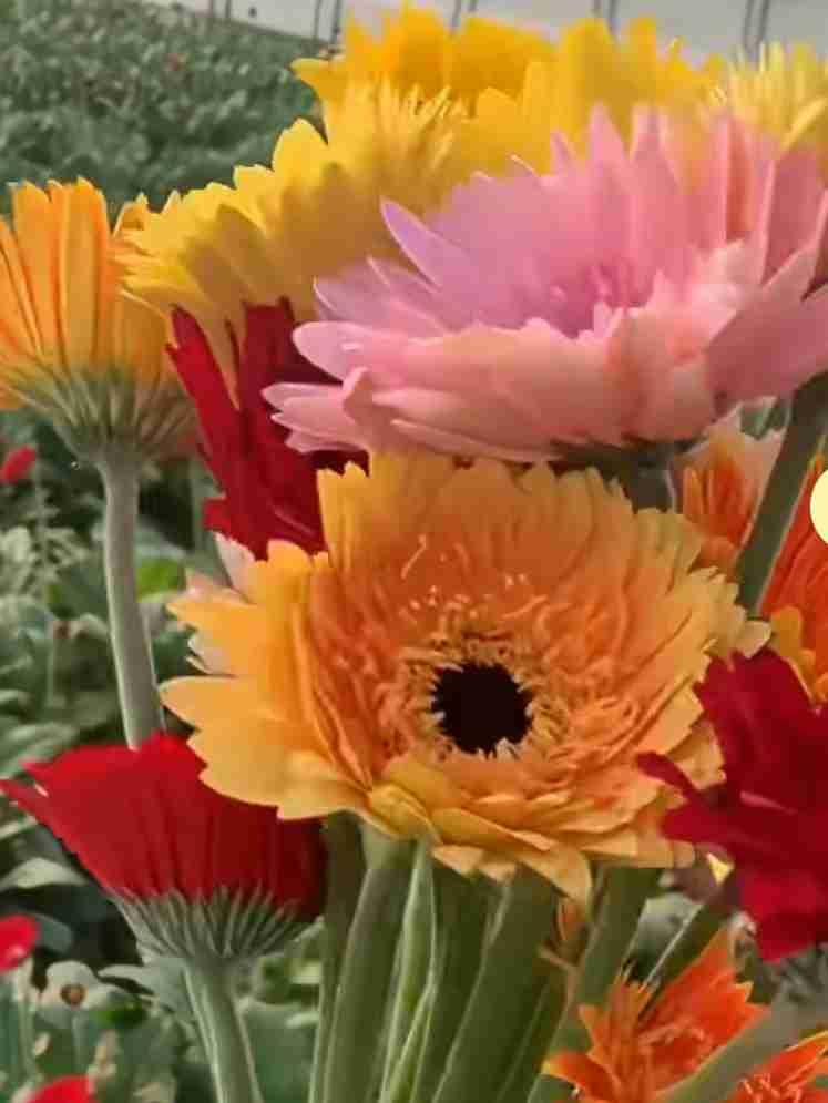 又是美好的一天！
要想明天更美好，
先把自己照顾好。

友情亲情春常在
风吹云散