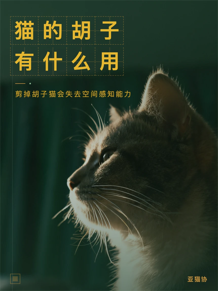 猫胡子｜不只是装饰剪了它会迷路