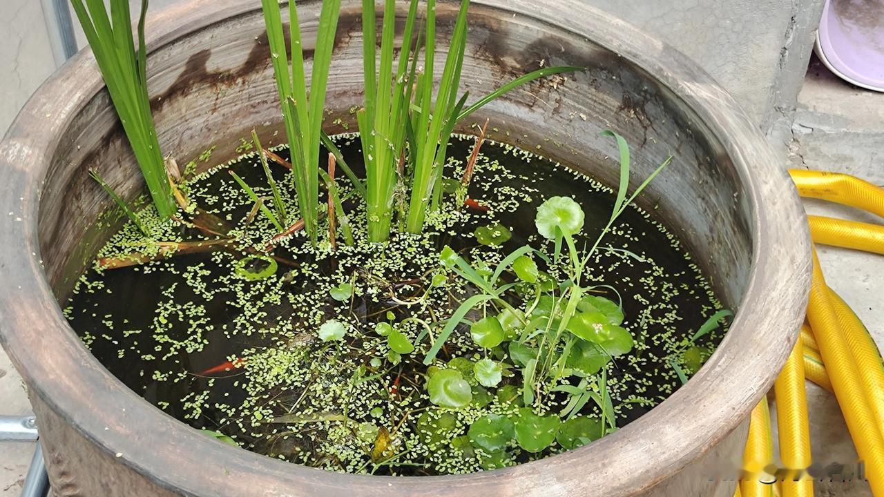 农村小院古法生态缸养鱼，陶缸、水生植物、浮萍、铜钱草、红草金鱼，是非常经典的古法