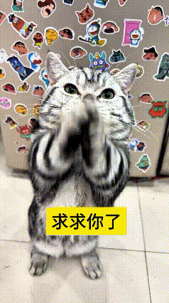 哎呀妈呀老铁，瞅瞅这小猫咪多会撒娇！一惦记上好吃的小鱼干，立马站起来双手合十苦苦