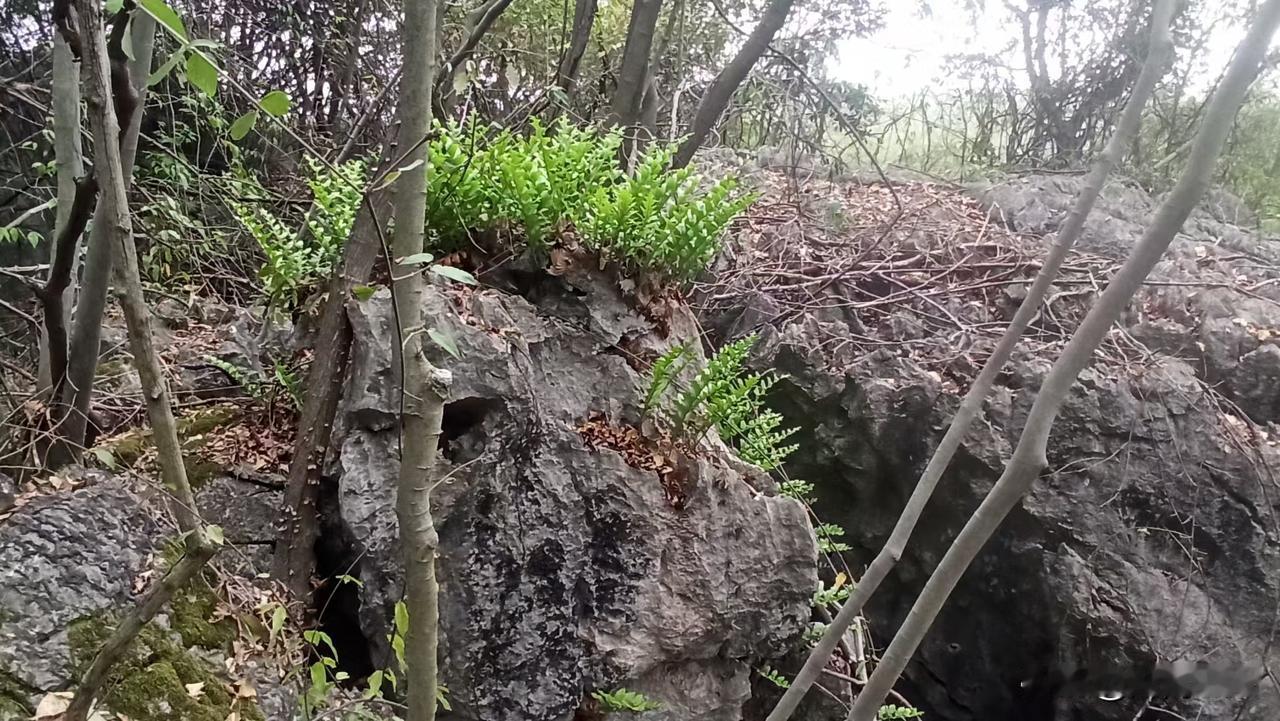 冬日生活打卡季你们看看这是什么？骨碎补，是的，就是真正的野生骨碎补。骨碎补现在的