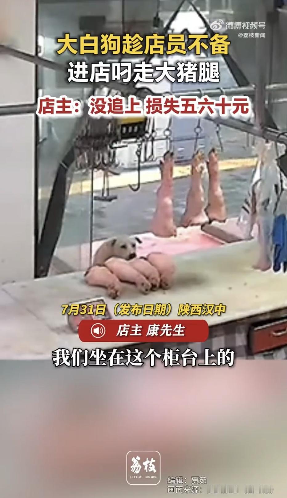 陕西汉中，一家店铺里，店员们正坐在里头休息，突然，一只大白狗竟然趁人不备，偷偷摸