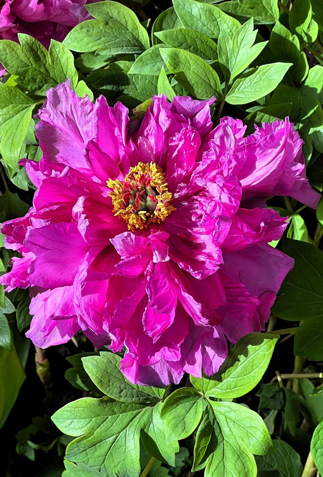 【原创】花开富贵，粉嫩欲滴的牡丹花，绽放出春天的美丽！🌸🌸🌸