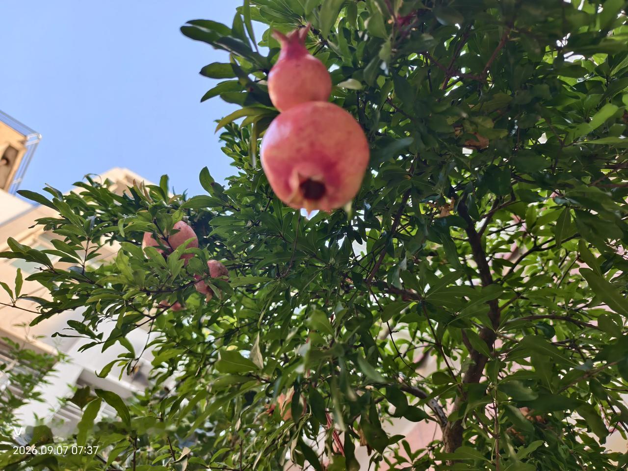 邻家的石榴树又结了不少的石榴，60多岁的女主人已经走了几年了。原来不爱干家务的老