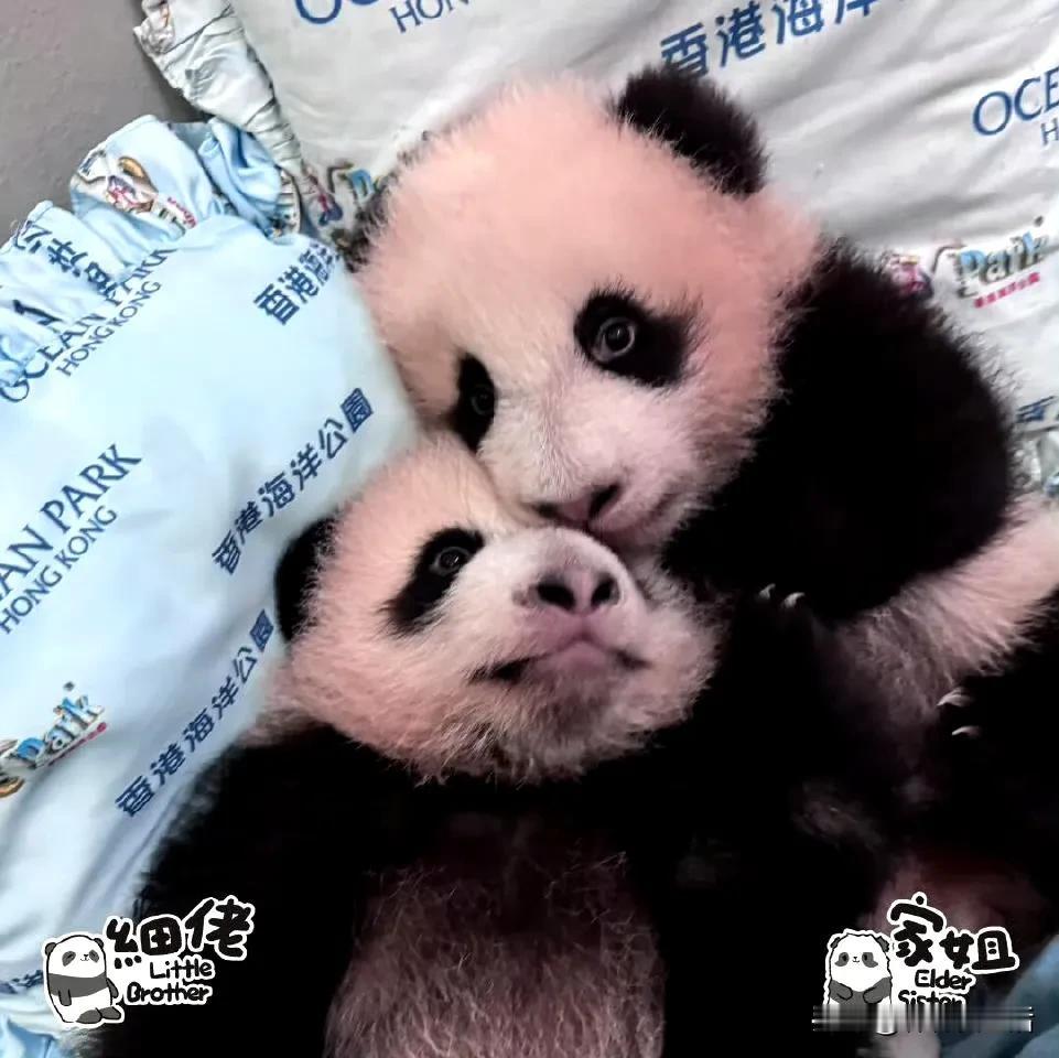 香港的家姐和细佬，他们应该被妈妈疯狂爱着，怎么身上都是粉粉的。

喜欢姐弟小时候