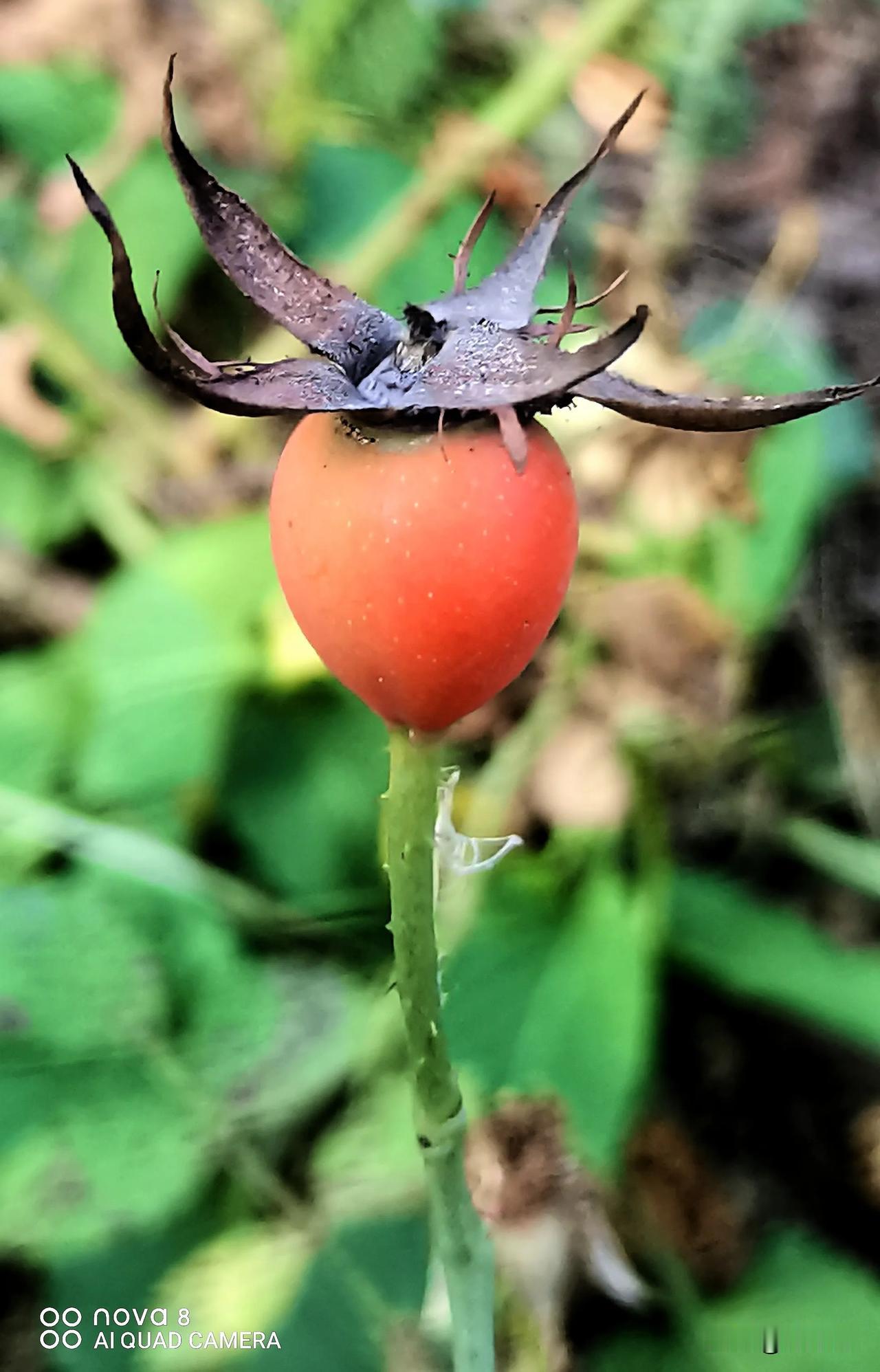 秋实之美（原创）
镜头记录生活  月季花的花果
#随拍丰收果实# #随拍红果欣赏