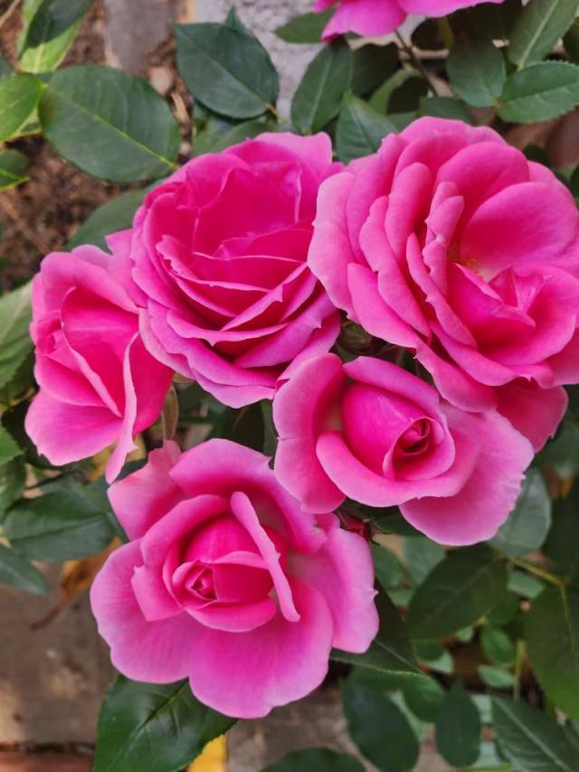 我喜欢花草树木
                 微头条
春天的花草最诱人：春天