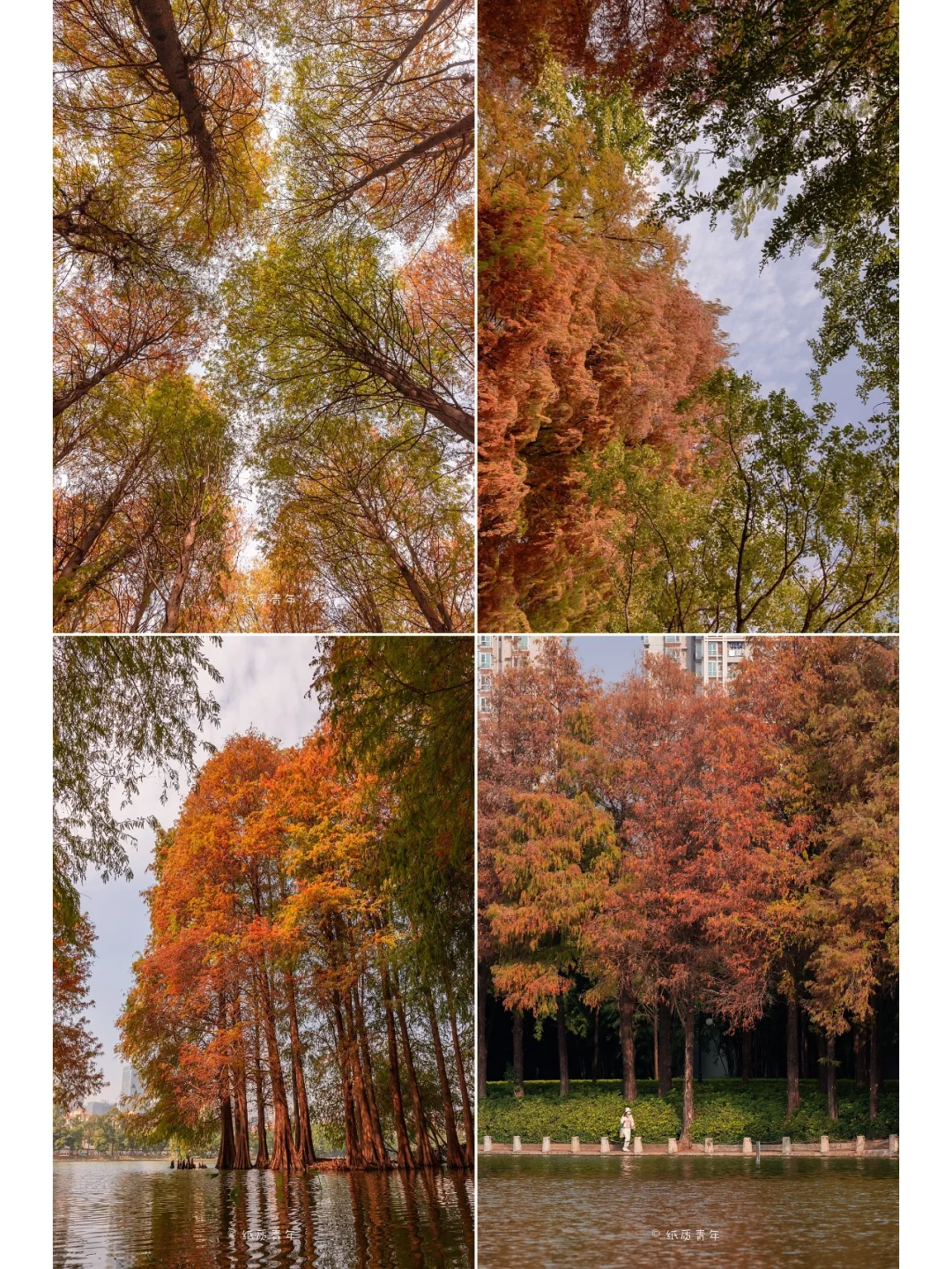 深圳洪湖公园｜欣赏冬日最美落羽杉🍂