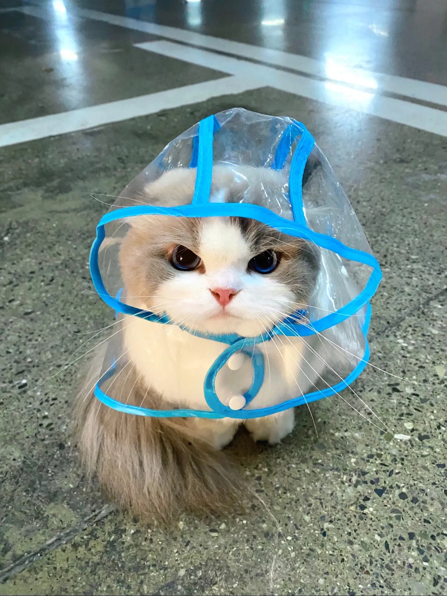 再也不用担心下雨天遛猫了。奶米：我尾巴你忘记了！
