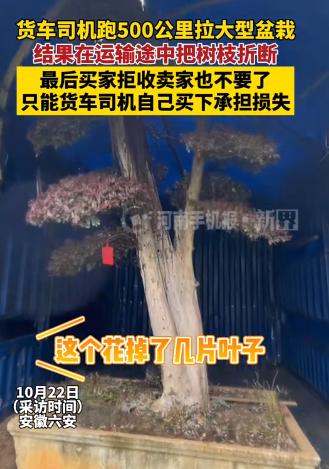 安徽六安，男子接了一个单，是运一棵盆栽到买主那里，500公里的路程，运费是600