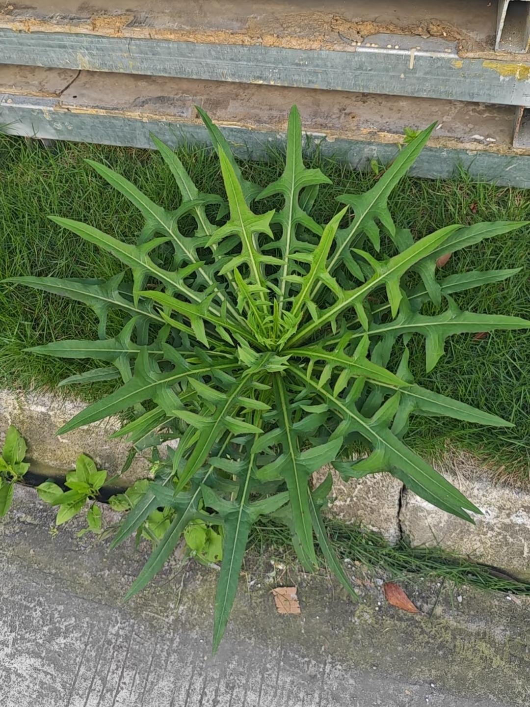 在厂区无意中发现一株植物，见多识广的朋友们可知此乃何物？