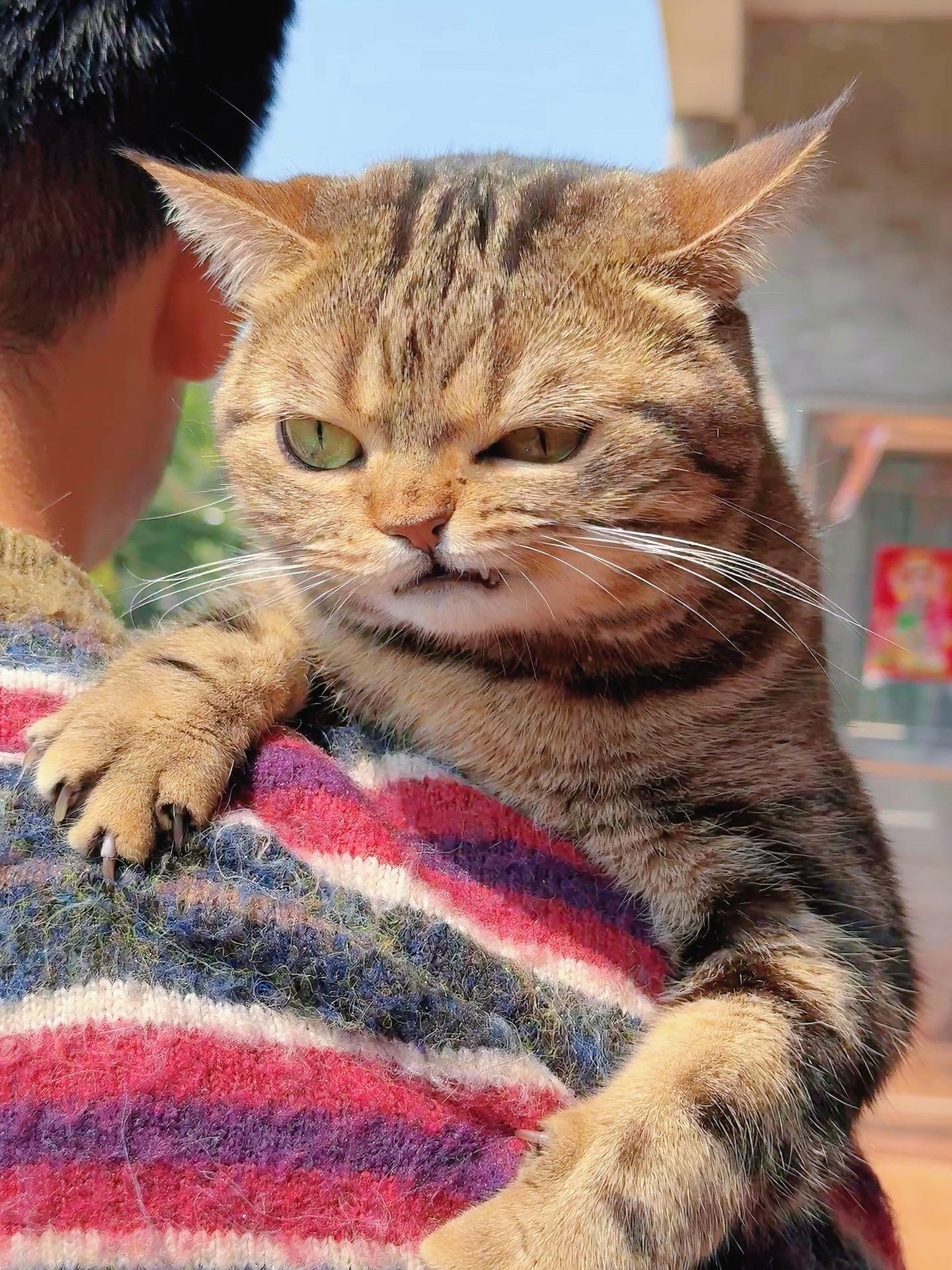 不是你凶什么啊小猫咪。