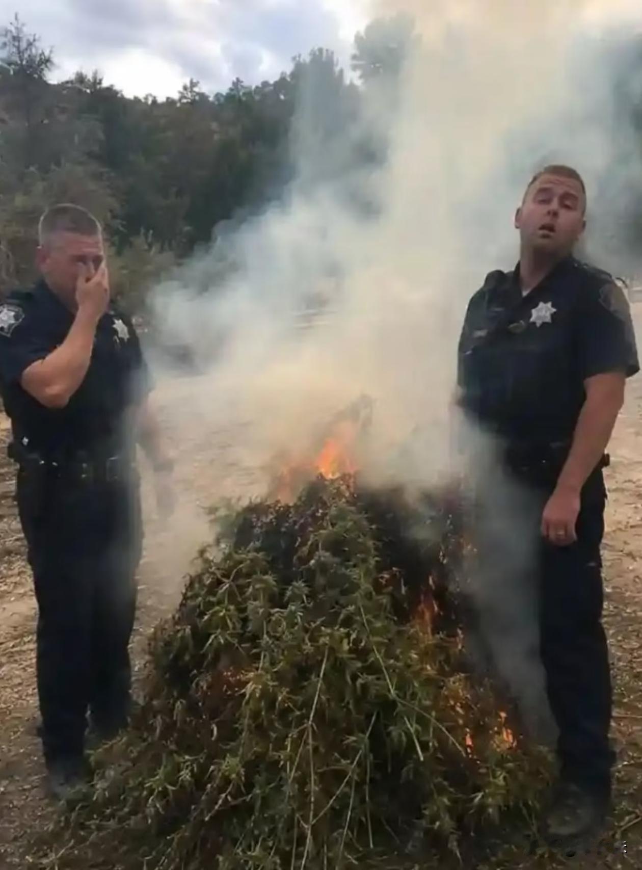 国外销毁大麻现场