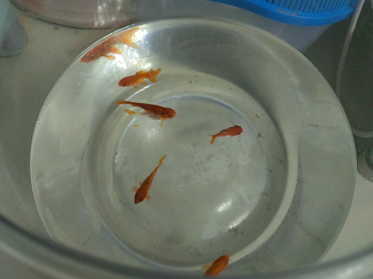 养金鱼可以锻炼一个人的耐心，又充实生活，是一件挺有意识的事情。
        