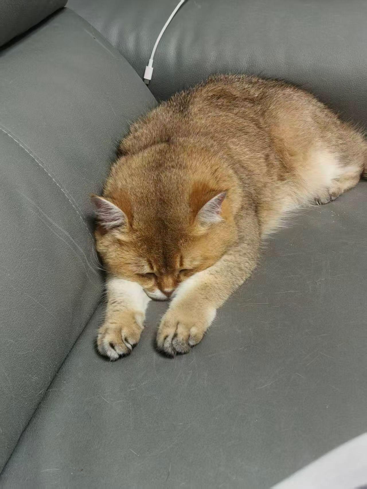 晒图大赛这天气太闷热了，人犯困，猫咪也犯困，趴在沙发上懒得动！