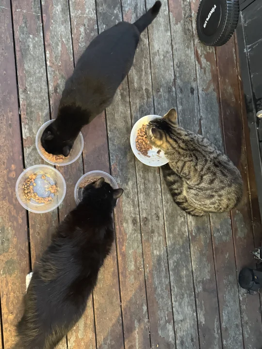 多猫家庭怎么能做到雨露均沾…不偏心眼啊！！