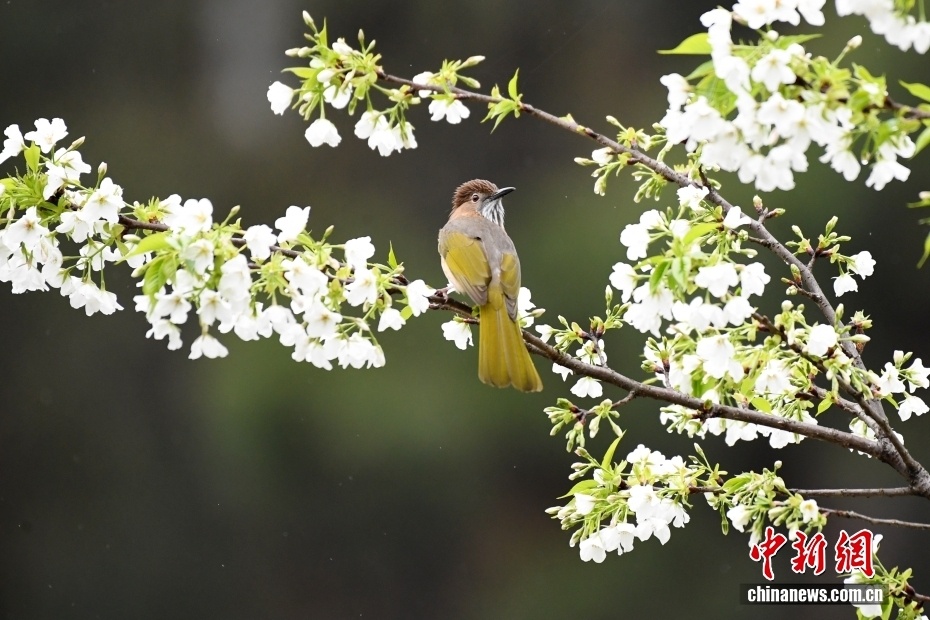 【春天当然要去赏花啊】上班暂停，即刻赏花！看到这些美丽的花花，感觉一切都是欣欣然