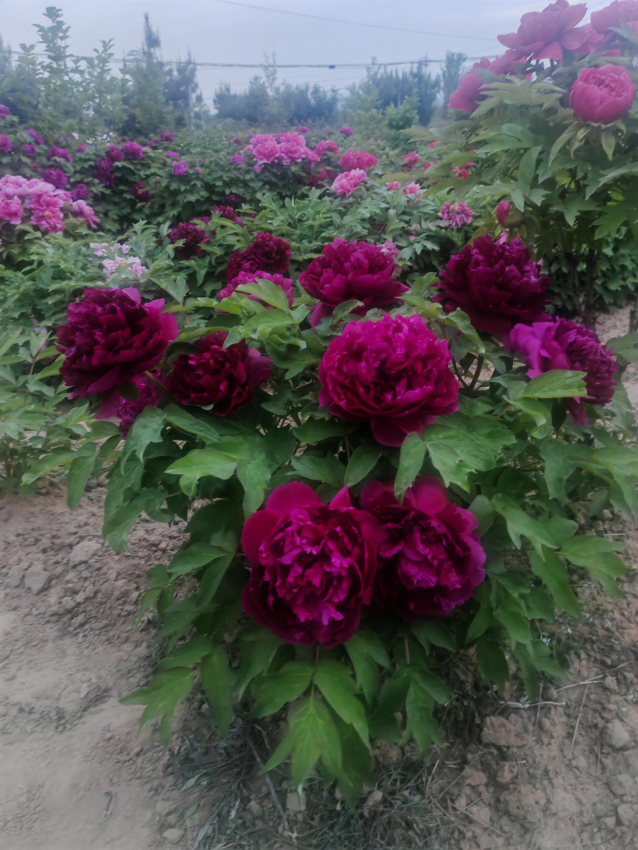 随手一拍的花有多美豫西乡野间，一丛丛牡丹正肆意盛放。深紫、玫红、粉白的花朵层层叠