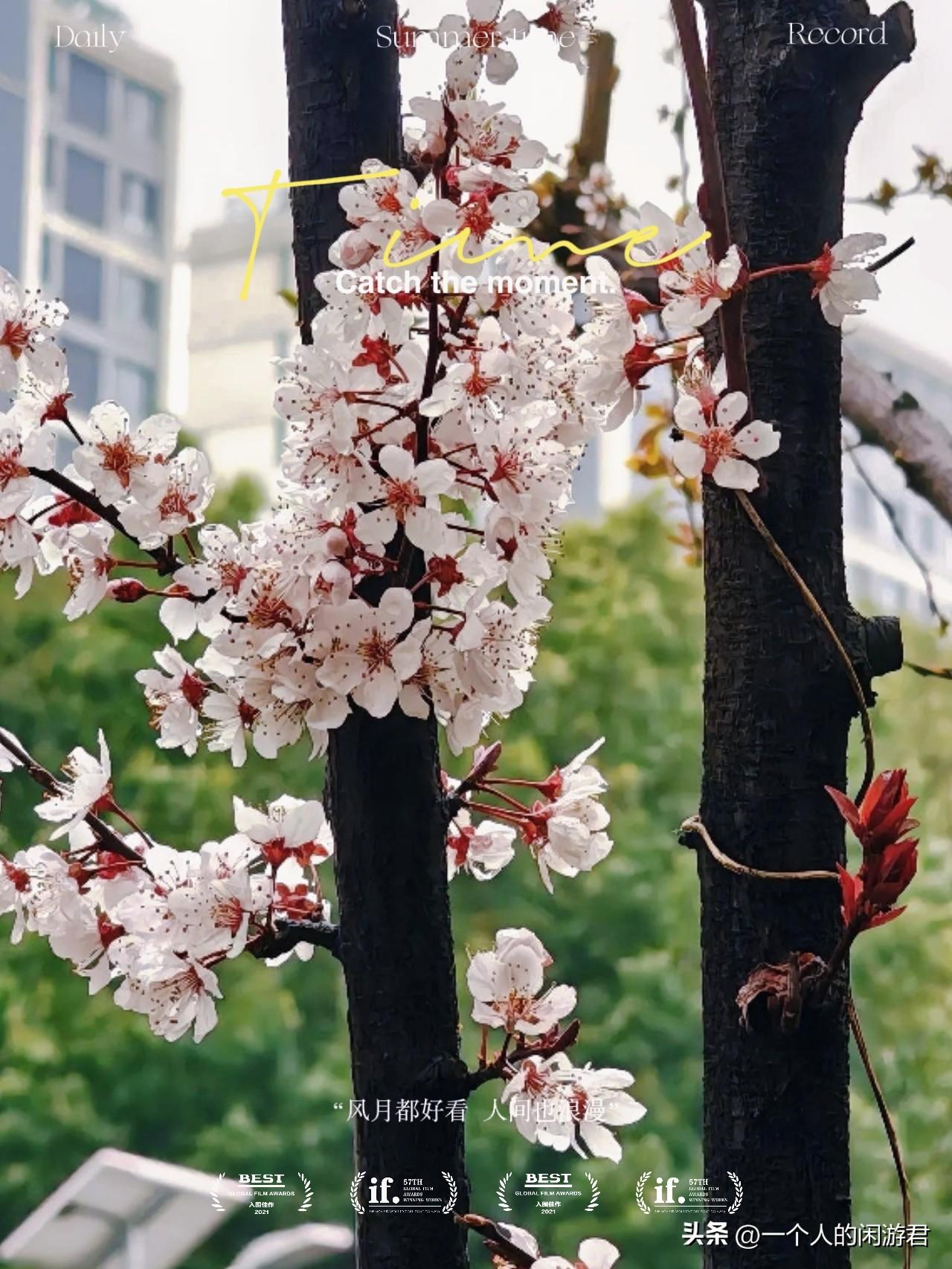 一句话记录春日心情 
樱花盛开，春意盎然，城市中的自然美景。
