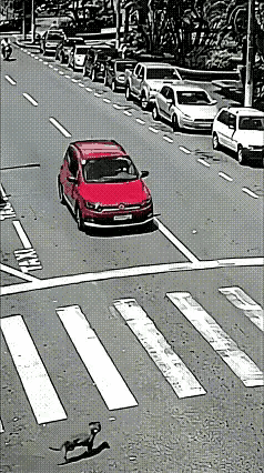 红色小车在斑马线处停车，给一条狗让路。后面一辆摩托车快速驶来，直接撞在了小车尾部