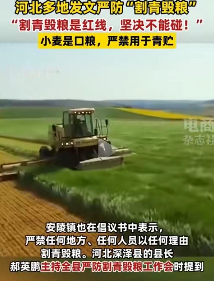 河北多地发文严防割青毁苗！我认为这种情况很好解决，把小麦价格提高就行了！这怪不得